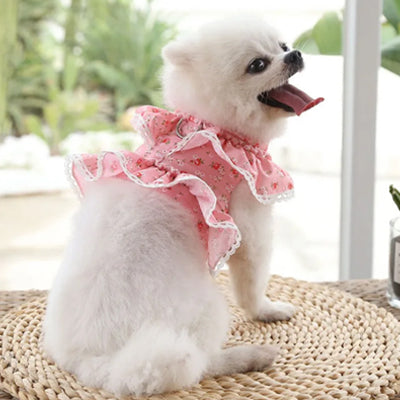 spitz nain assis portant harnais petit chien floral rose