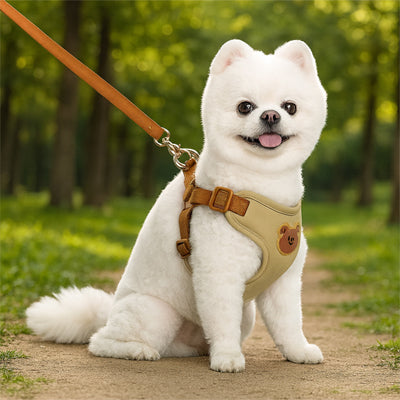 spitz nain avec harnais pour petit chien beige