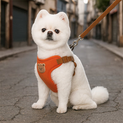 spitz nain blanc avec harnais pour petit chien orange