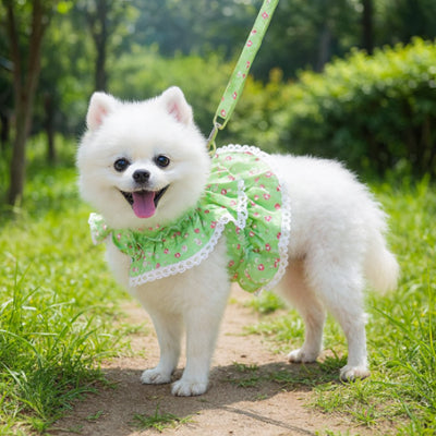 spitz nain portant harnais petit chien floral vert pomme