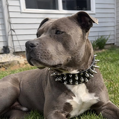 staffordshire bull terrier gris couche dans le jardin portant un collier chien a pointes noir cloute