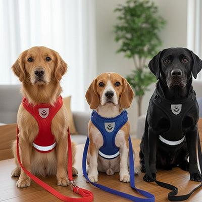 trois chiens portant un harnais pour chien maille reglable rouge bleu et noir avec laisse assortie