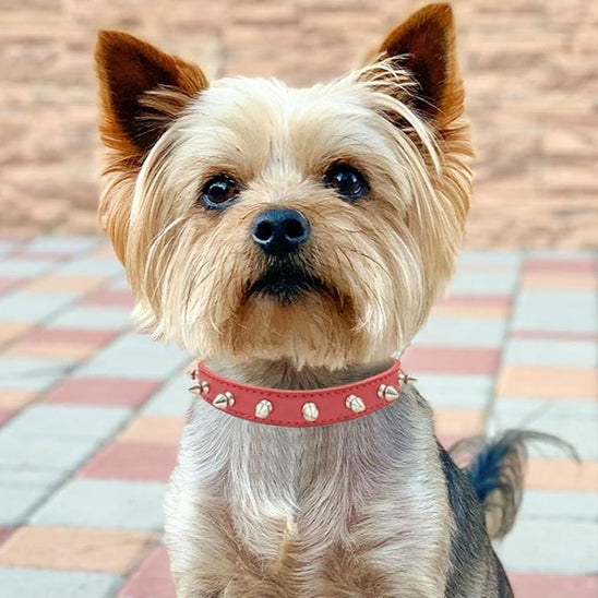 yorkshire terrier assis portant un collier pour chien en cuir pu cloute rouge