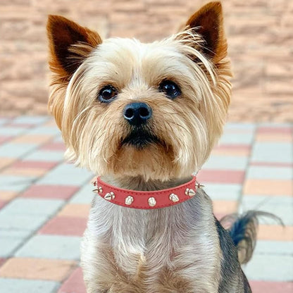 yorkshire terrier assis portant un collier pour chien en cuir pu cloute rouge